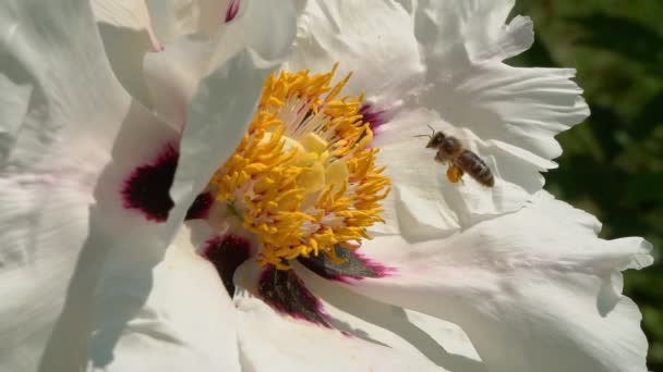 Gros Plan Une Abeille Domestique Volant Autour Des Fleurs Chèvrefeuille — Video