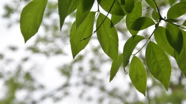 Very Long Wet Drops Torrential Rain Fell Trees Grass City — Stock Video