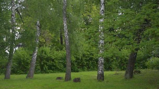 Dlouhé Vlhké Kapky Deště Dopadly Stromy Trávu Městském Parku — Stock video