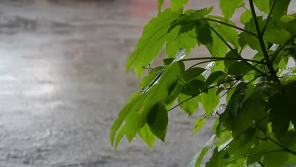 Bardzo Długie Mokre Krople Ulewnego Deszczu Spadły Drzewach Trawie Parku — Wideo stockowe
