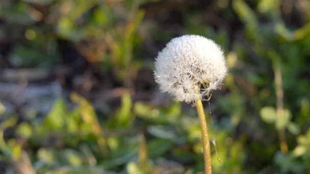 Borított Hoarfrost Levelek Tőzegáfonya Más Északi Növények Hinta Egy Könnyű — Stock videók