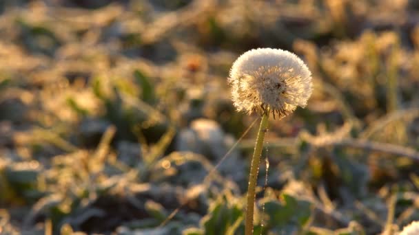 Coperte Brina Foglie Mirtilli Rossi Altre Piante Del Nord Oscillano — Video Stock