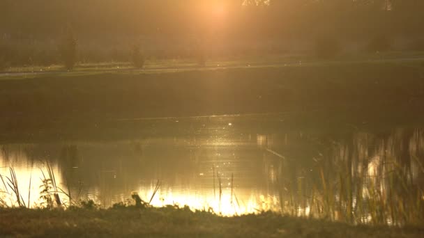 Lage Grondniveau Panning Geschoten Bos Vloer Bedekt Met Bladeren Zon — Stockvideo