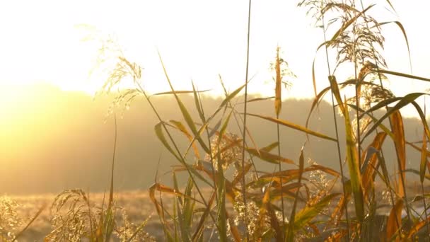 低地面平移拍摄跨越林地地板覆盖的叶子 阳光照耀着树木 — 图库视频影像