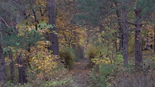 Herfst Landschap Rode Gele Bladeren Aan Bomen — Stockvideo