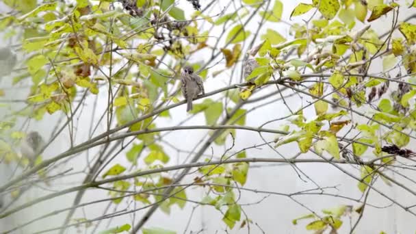 Árbol Otoño Con Hojas Amarillas Gorriones Pájaros Sentados Las Ramas — Vídeos de Stock