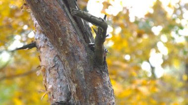 Ağaçlara atlayan ve yemek için farklı böcekleri yakalayan bir kuş ağaçkakan