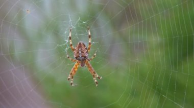Büyük bir tüylü örümcek yüzeyinde, güzel bir desen ile kendi web üzerinde oturur. Çalılıkların üzerinde bahçesinde büyük bir web ile örümcek yırtıcı hayvan.