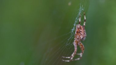 Büyük bir tüylü örümcek yüzeyinde, güzel bir desen ile kendi web üzerinde oturur. Çalılıkların üzerinde bahçesinde büyük bir web ile örümcek yırtıcı hayvan.