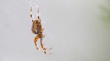 Büyük bir tüylü örümcek yüzeyinde, güzel bir desen ile kendi web üzerinde oturur. Çalılıkların üzerinde bahçesinde büyük bir web ile örümcek yırtıcı hayvan.