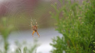 Büyük bir tüylü örümcek yüzeyinde, güzel bir desen ile kendi web üzerinde oturur. Çalılıkların üzerinde bahçesinde büyük bir web ile örümcek yırtıcı hayvan.