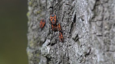 Sıcak bir sonbahar günü ağaç kabuğu üzerinde kırmızı sürüngen böcek
