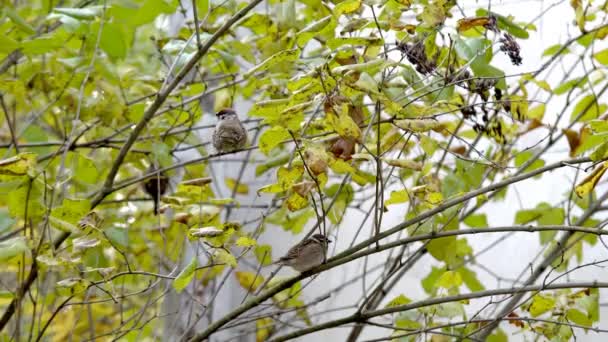Árvore Outono Com Folhas Amarelas Pássaros Pardais Sentados Nos Ramos — Vídeo de Stock
