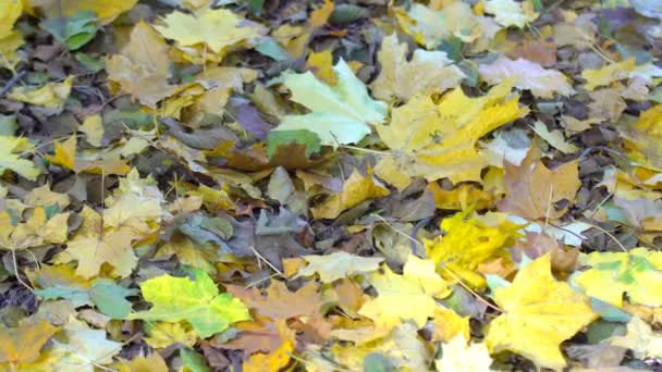 Herfst Landschap Rode Gele Bladeren Aan Bomen — Stockvideo