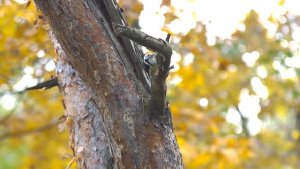 Ağaçlara Atlayan Yemek Için Farklı Böcekleri Yakalayan Bir Kuş Ağaçkakan — Stok video