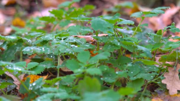 Low Browed Green Shrub Transparent Drops Water Leaves Autumn Forest — Stock Video