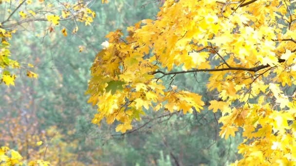 Paisagem Outono Folhas Amarelas Vermelhas Nas Árvores — Vídeo de Stock