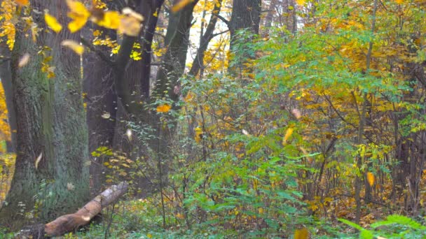 Осінній Пейзаж Червоне Жовте Листя Деревах — стокове відео