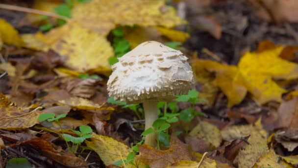 Herfst Landschap Gele Bladeren Witte Paddenstoelen Gekiemde Onder Het Najaarsbos — Stockvideo