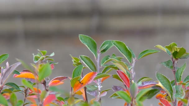 五颜六色的秋叶对水流从瀑布或喷泉的背景 — 图库视频影像
