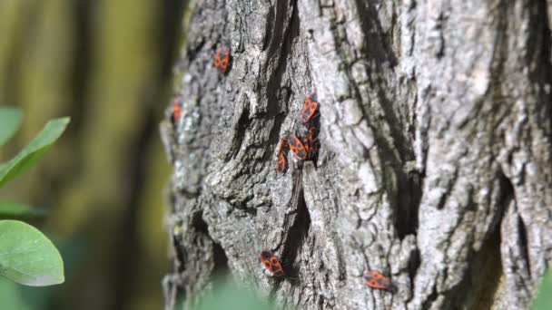 Insecto Rojo Arrastra Sobre Corteza Árbol Día Cálido Otoño — Vídeos de Stock