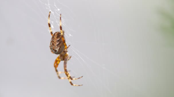 Auf Seinem Netz Sitzt Eine Große Pelzige Spinne Mit Einem — Stockvideo