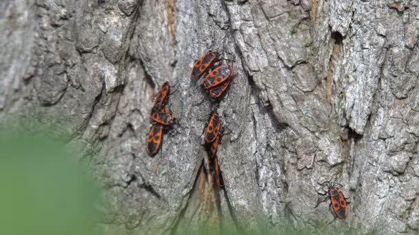 Έντομο Της Κόκκινα Σέρνεται Έξω Στο Φλοιό Ενός Δέντρου Μια — Αρχείο Βίντεο