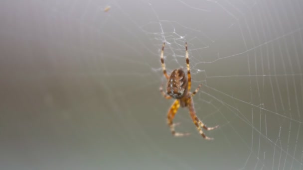 大きい毛皮で覆われたくも 表面に美しい模様を持つ Web に座っています 茂みに庭のクモの捕食者と大規模な Web — ストック動画