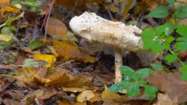 Sonbahar manzarası, sarı yapraklar, sonbahar ormanı arasında filizlenen beyaz mantarlar
