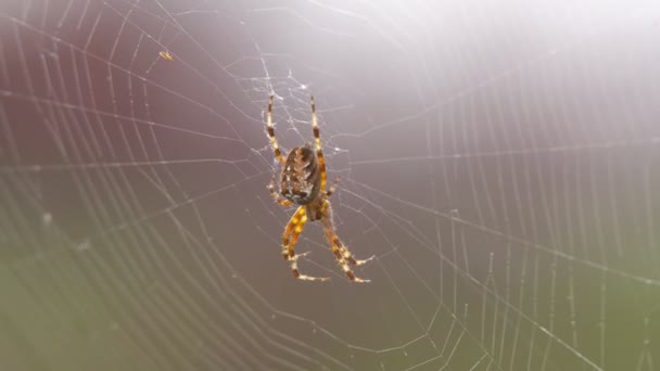 Uma Grande Aranha Peluda Com Belo Padrão Superfície Senta Sua — Vídeo de Stock