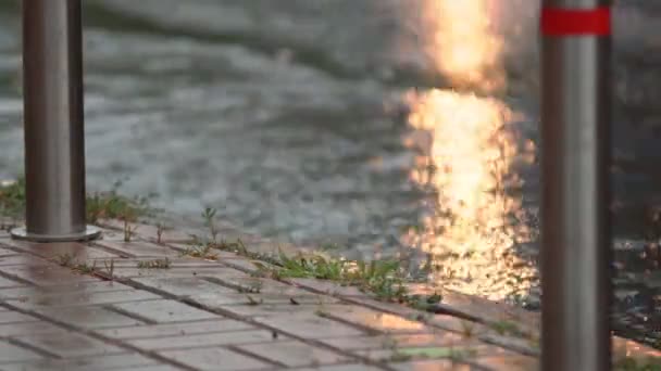 Kraftigt Regn Ett Skyfall Stadsparken — Stockvideo