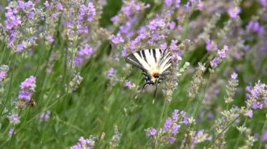 Yetişkin kelebekler turuncu siyah kanatları ve sabah çiçek uçan. Bu güzel doğa yaz sezonu. Ağaçta güneş ışığı üzerinde beyaz ve siyah renkli kelebek orang