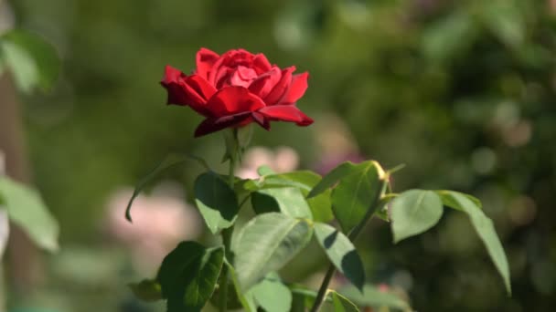 Kertben Kivirágzott Rózsák Gyönyörű Virágos Vörös Rózsa Nyári Kert — Stock videók