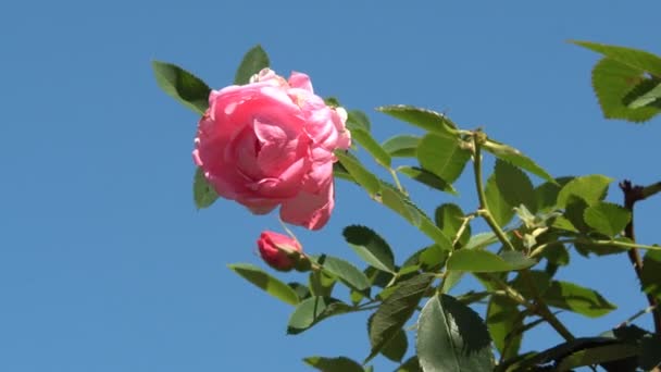 Τριαντάφυλλα Άνθισαν Στον Κήπο Όμορφο Άνθος Κόκκινων Τριαντάφυλλων Στον Καλοκαιρινό — Αρχείο Βίντεο