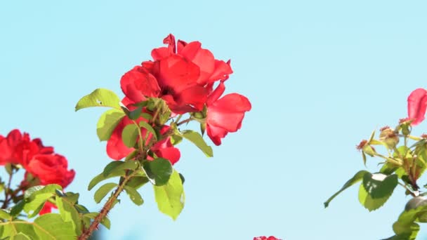 Τριαντάφυλλα Άνθισαν Στον Κήπο Όμορφο Άνθος Κόκκινων Τριαντάφυλλων Στον Καλοκαιρινό — Αρχείο Βίντεο