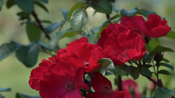 庭にバラが咲いた 夏の庭に赤いバラの美しい花 — ストック動画