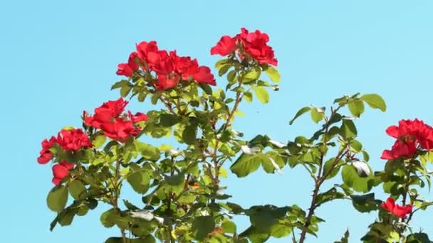 Róże Kwitły Ogrodzie Piękny Rozkwit Czerwonych Róż Ogrodzie Letnim — Wideo stockowe