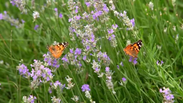 Взрослые Бабочки Оранжевые Черные Крылья Летают Цветке Утрам Прекрасный Летний — стоковое видео