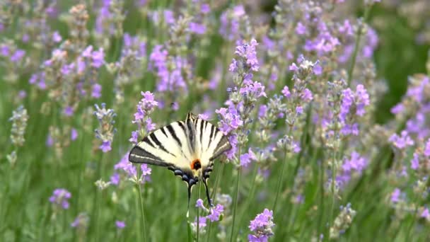Las Mariposas Adultas Son Alas Negras Anaranjadas Vuelan Flor Por — Vídeo de stock