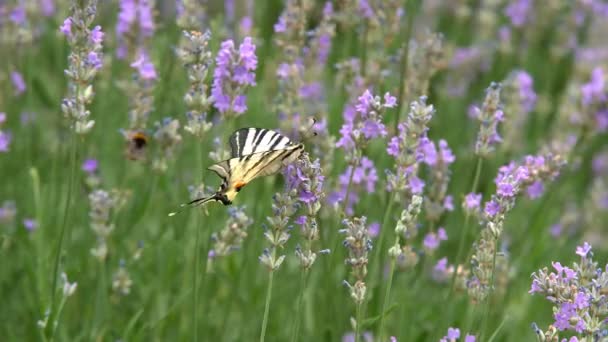 Volwassen Vlinders Oranje Zwarte Vleugels Vliegen Bloem Ochtend Het Prachtige — Stockvideo