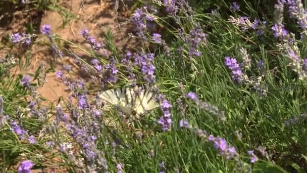 Die Erwachsenen Schmetterlinge Sind Orange Schwarze Flügel Und Fliegen Morgens — Stockvideo