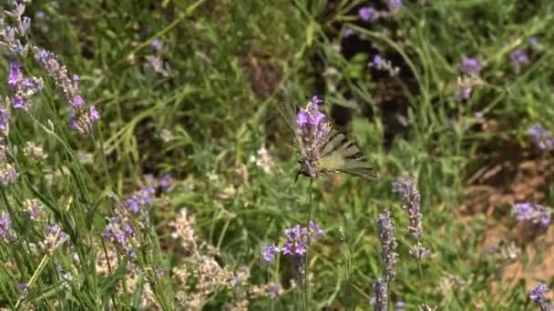 Farfalle Adulte Sono Ali Nere Arancioni Volano Fiore Mattina Bella — Video Stock