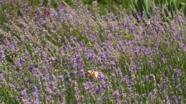 Vuxna Fjärilar Orange Svarta Vingar Och Flyger Blomma Morgonen Det — Stockvideo