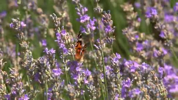 Motyle Dla Dorosłych Jest Pomarańczowe Czarne Skrzydła Pływające Kwiat Godzinach — Wideo stockowe