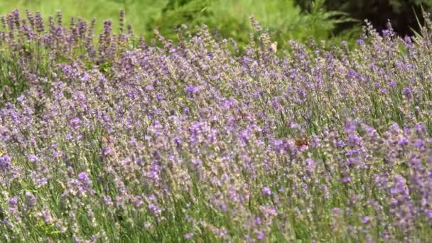 大人の蝶はオレンジ色の黒い翼で 朝は花の上を飛んでいます それは美しい自然の夏の季節 木の上の日光のオラン白と黒のカラフルな蝶 — ストック動画