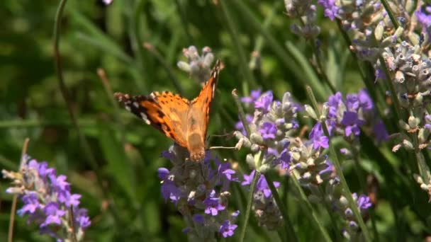 Las Mariposas Adultas Son Alas Negras Anaranjadas Vuelan Flor Por — Vídeo de stock