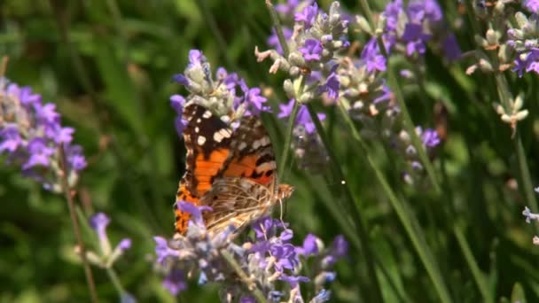 成年蝴蝶是橙色的黑色翅膀 早晨在花上飞翔 这是美丽的自然夏季 猩白和黑色五颜六色的蝴蝶在阳光的树上 — 图库视频影像
