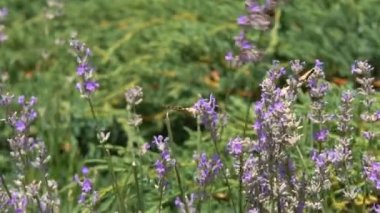 Kelebek yavaş hareket uçar. Yetişkin kelebekler turuncu siyah kanatları ve sabah bir lavanta çiçek üzerinde sinek. Bu yaz sezonunun güzel doğası.