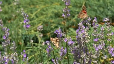 Kelebek yavaş hareket uçar. Yetişkin kelebekler turuncu siyah kanatları ve sabah bir lavanta çiçek üzerinde sinek. Bu yaz sezonunun güzel doğası.