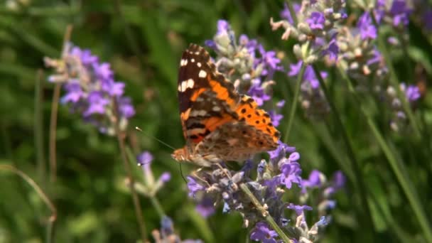 Farfalle Adulte Sono Ali Nere Arancioni Volano Fiore Mattina Bella — Video Stock